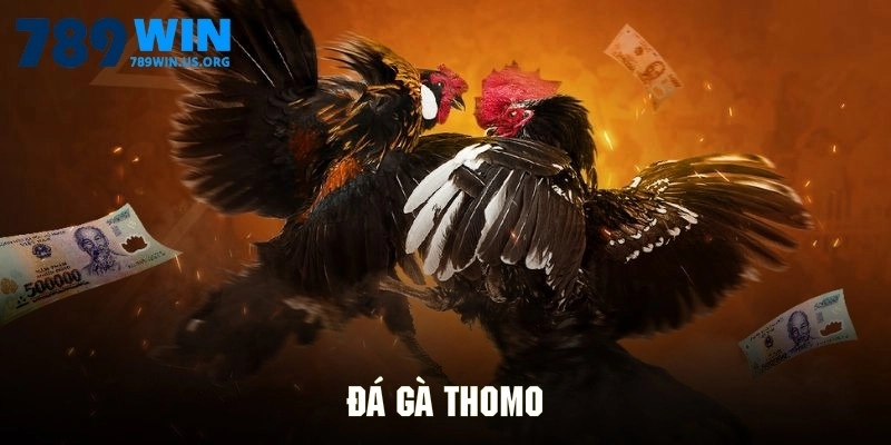 Đá Gà Thomo - Giao Chiến Căng Giữa Các Chiến Kê Dũng Mãnh
